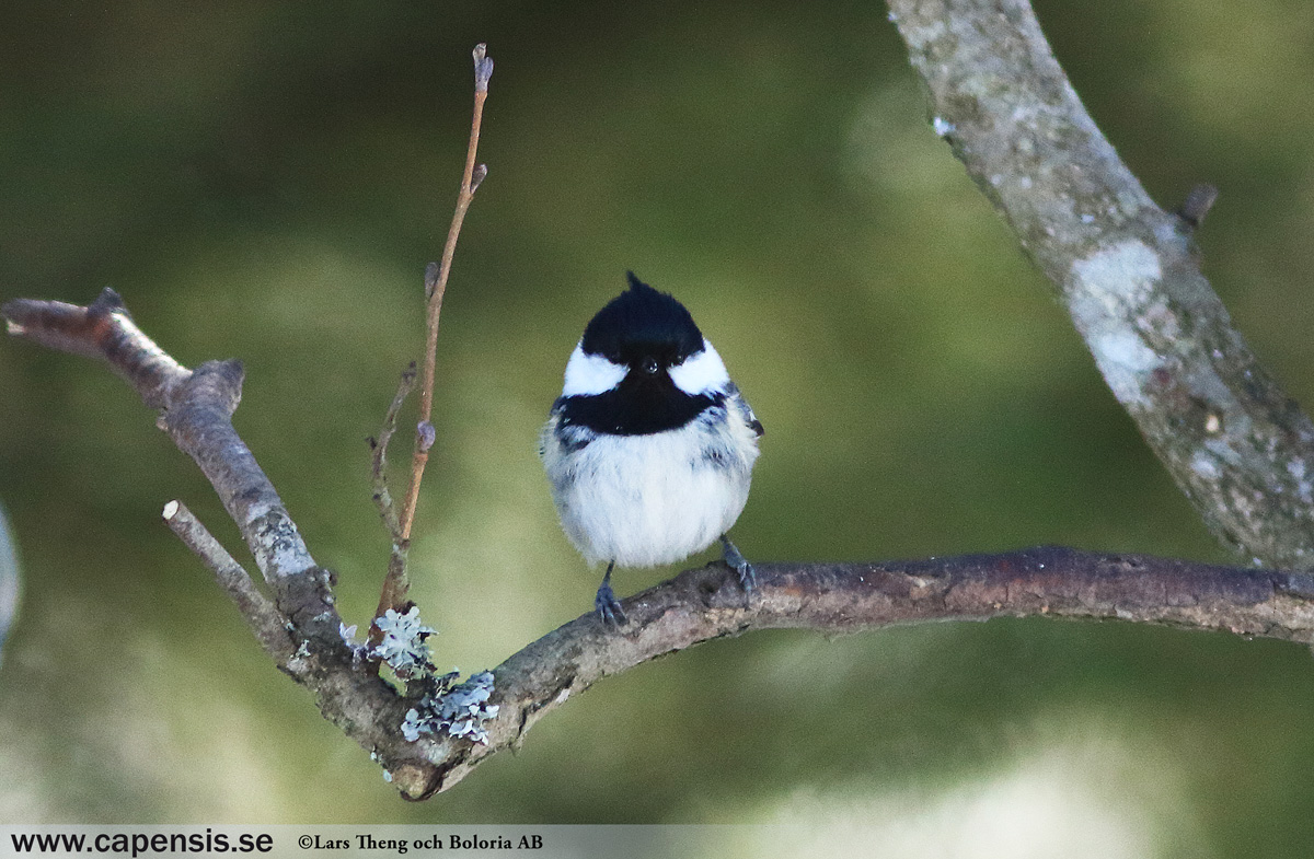 Pilfink, Passer montanus